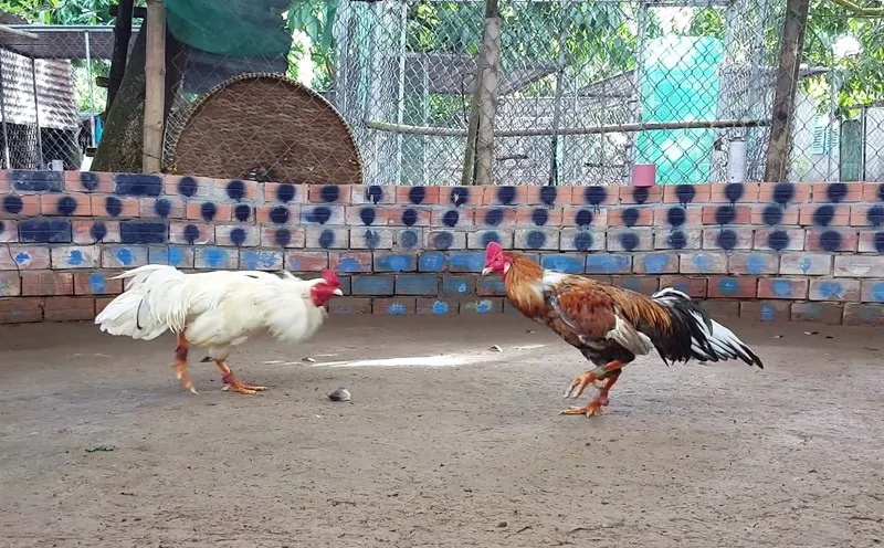 Đá gà mạng trực tiếp các màn giao tranh đỉnh cao tại VB88